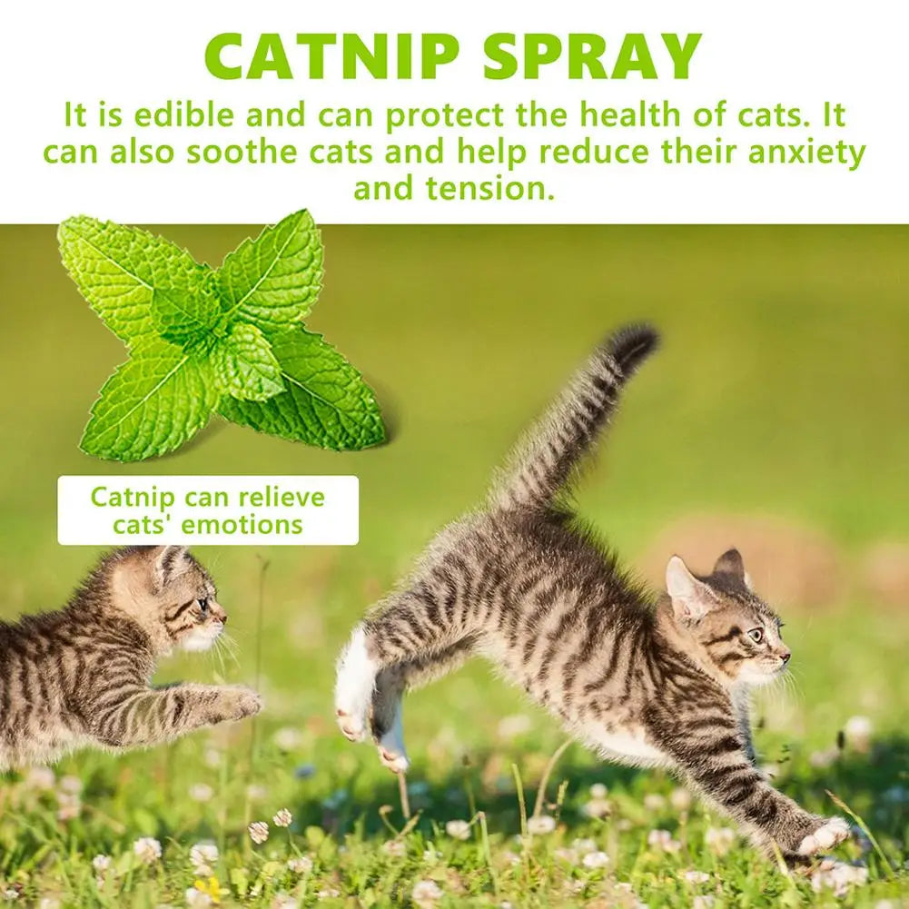 Cat Mint Spray Alleviates Cat's Anxiety and Increases Pet's Vitality Health Care Spray Cat Supplies Pet Health Care